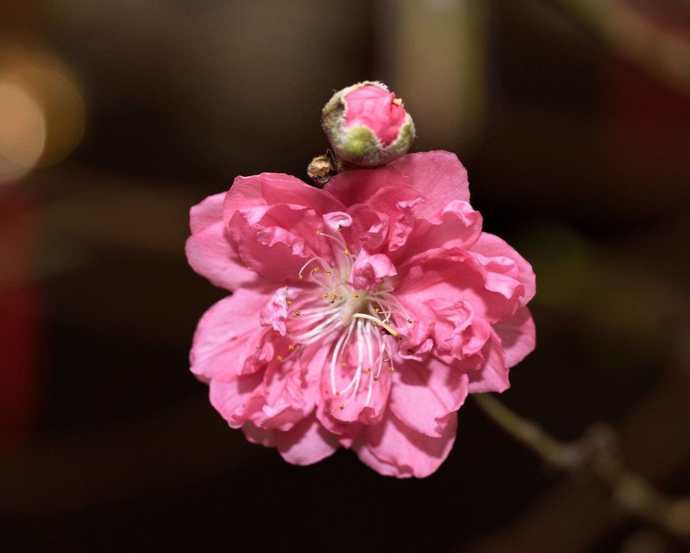 Chinese New Year Peach Blossom