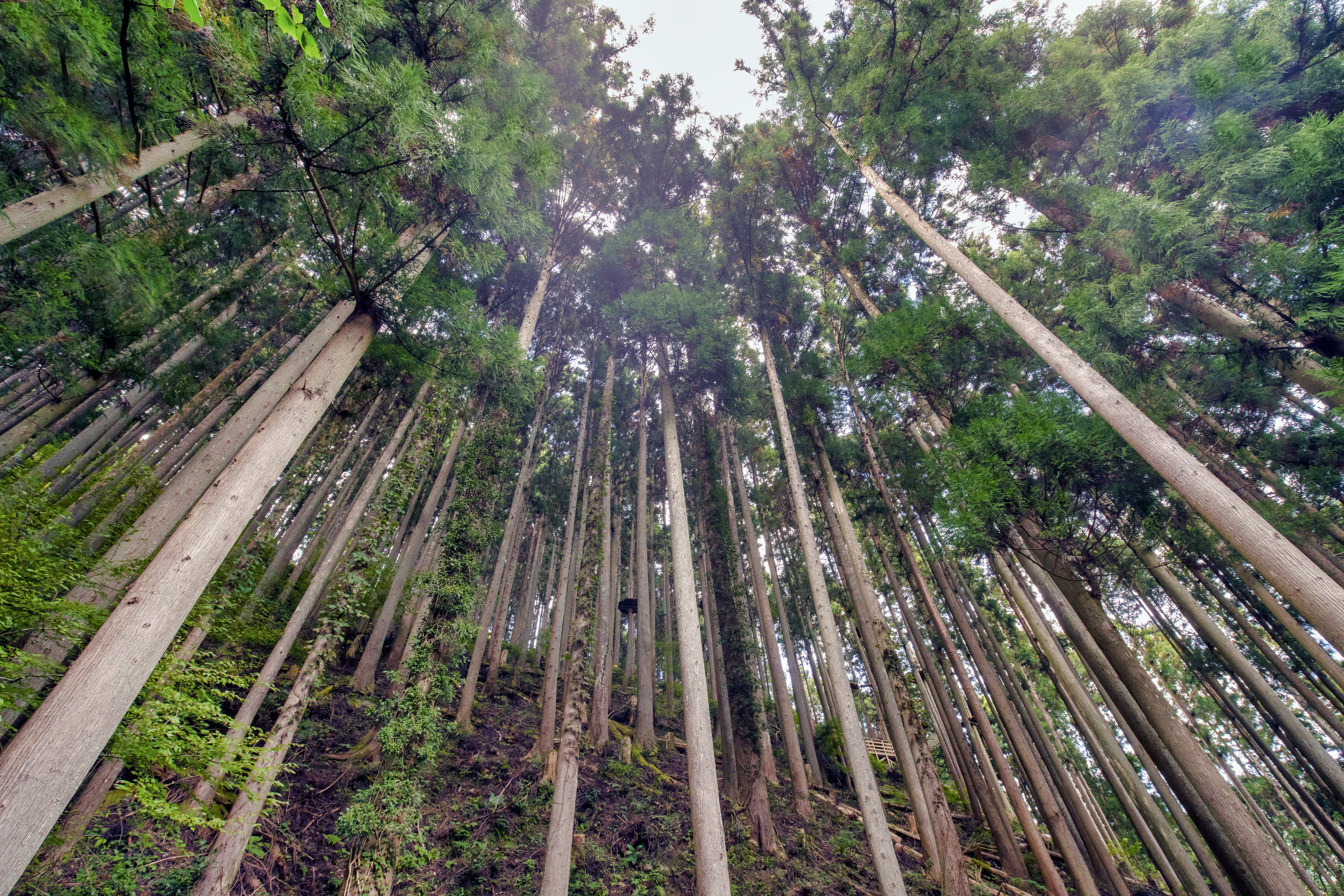 forrest