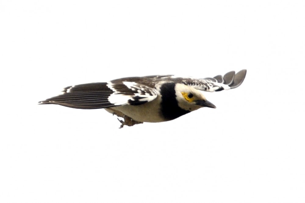 black-collared starling flying