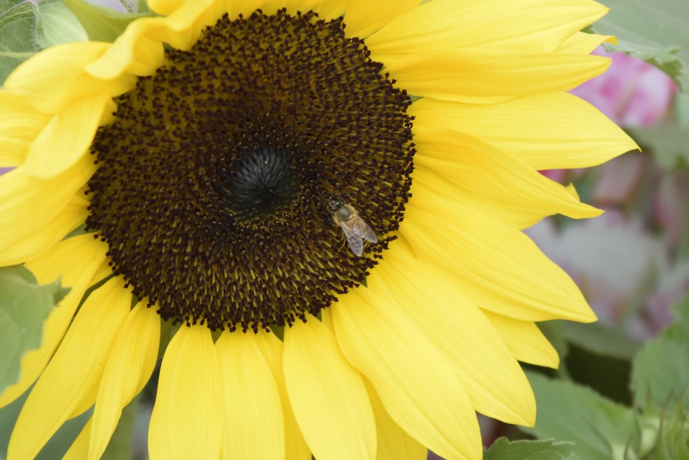 bee for flower nectar